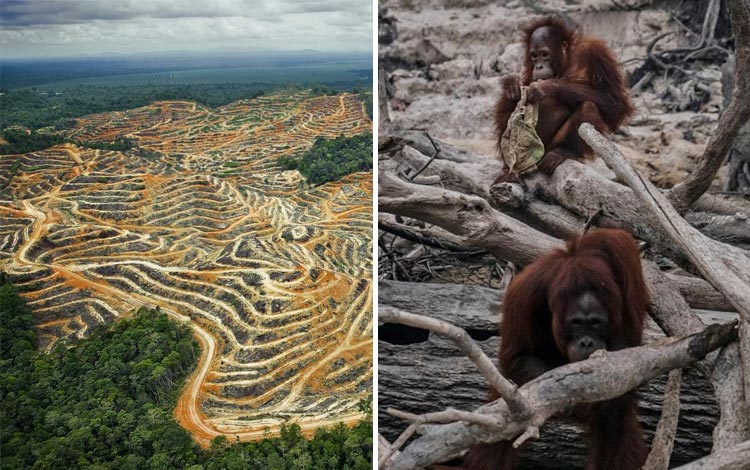 Fakta Kerusakan Hutan Kalimantan