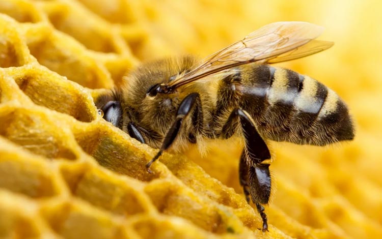 Fakta menarik lebah