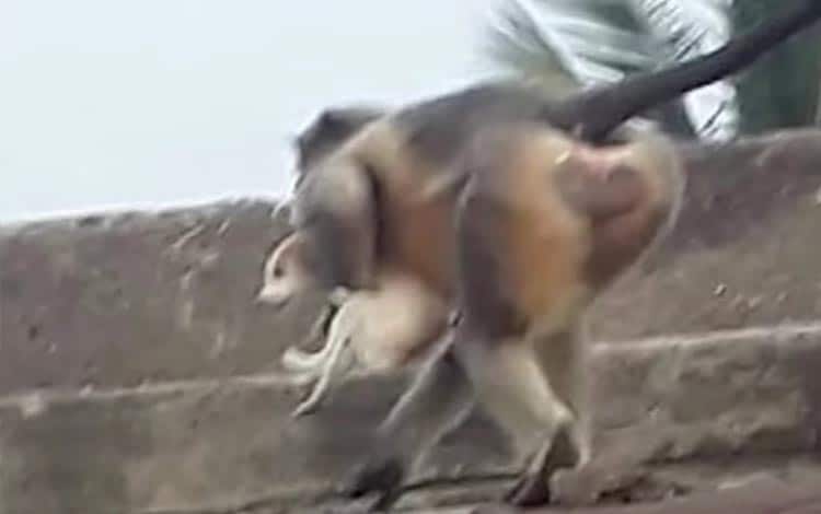 Aksi Balas Dendam Monyet Terhadap Anjing di India